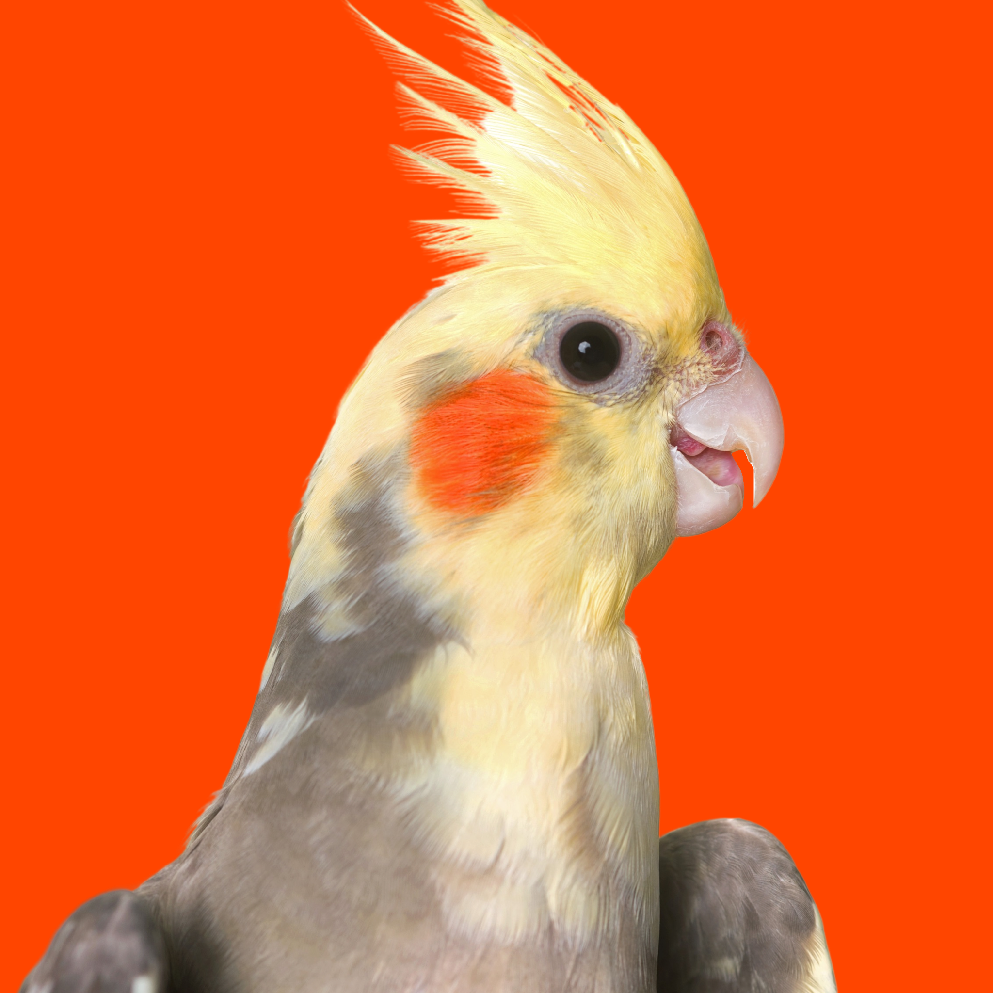 BIRD LOVERS