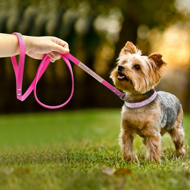 Dog Collar Leash Set