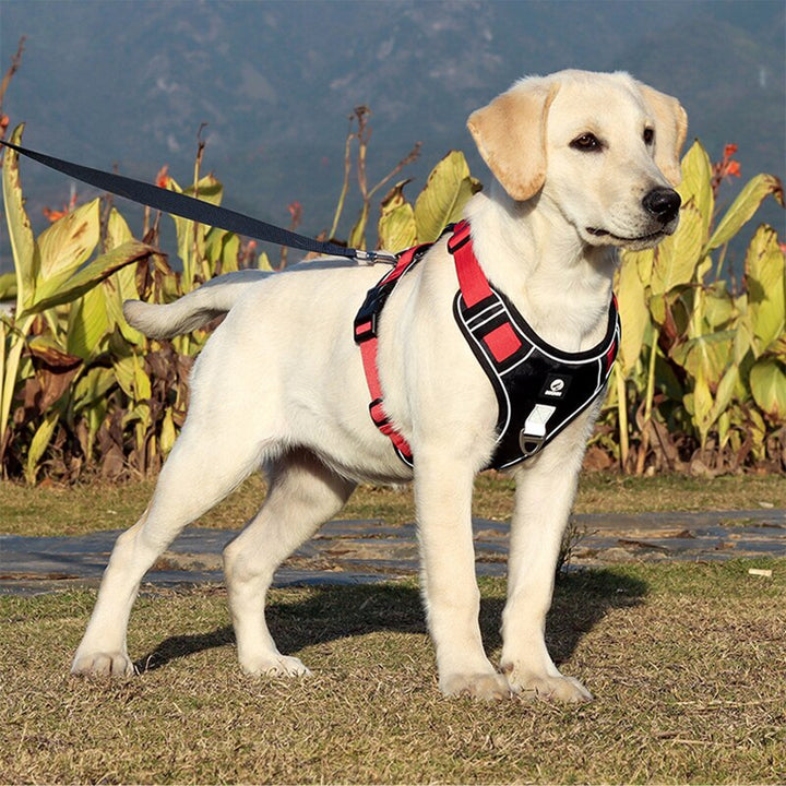 Reflective Pet Harness