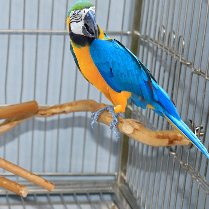 Natural Parrot Perch Bird Stand Tree Stick
