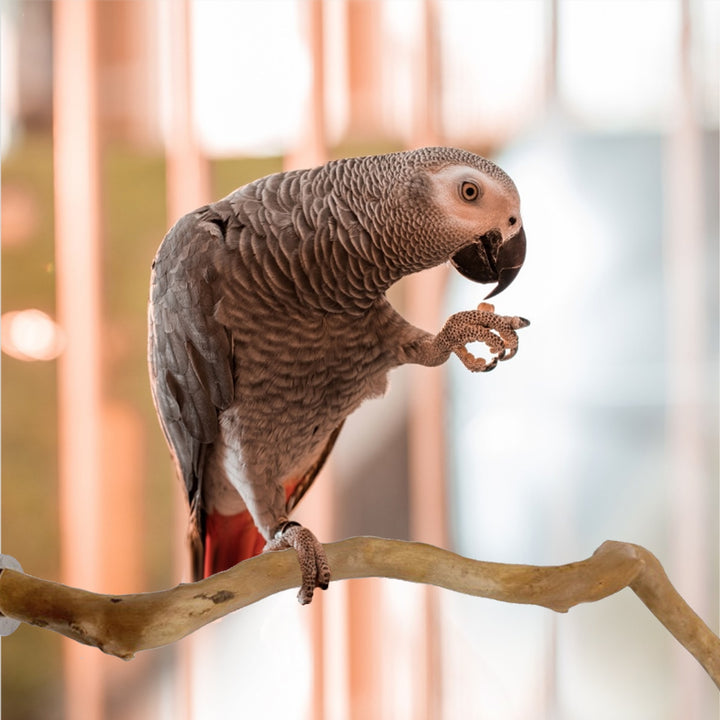 Natural Parrot Perch Bird Stand Tree Stick