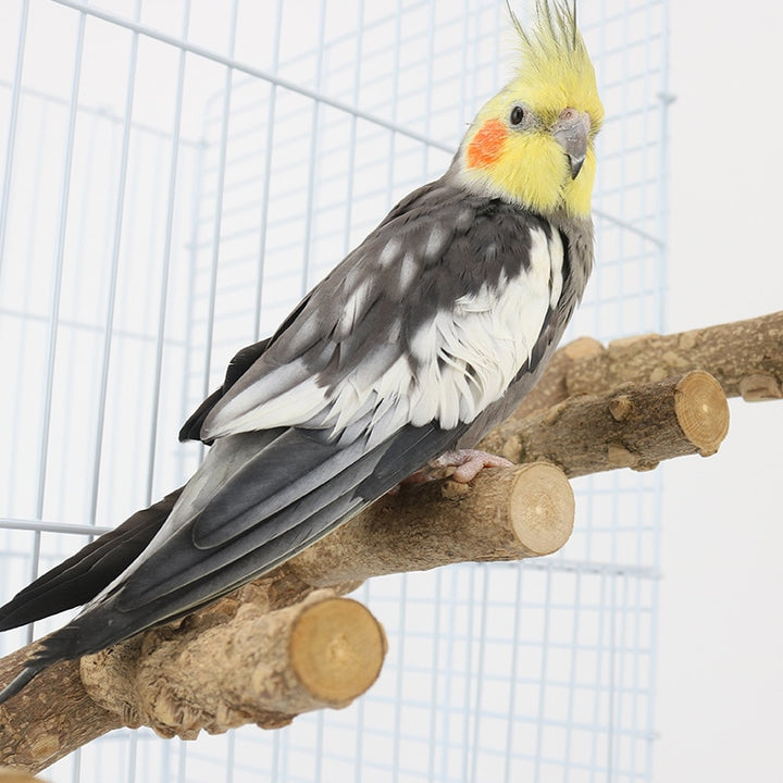 Wood Perch Bird Stand